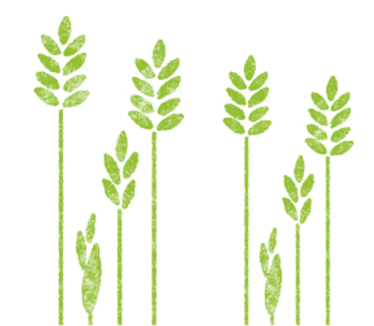 plantes